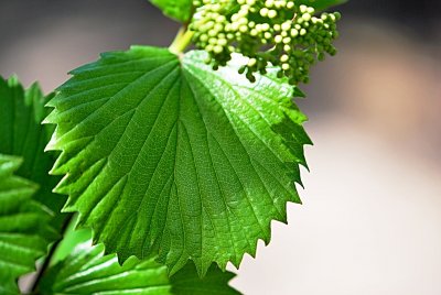 Viburnum dentatum - kalina zubatá - list s žilnatinou - detail